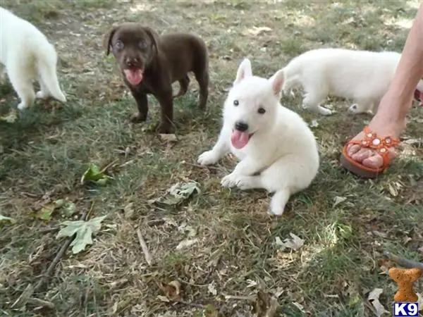 German Shepherd puppy for sale: a group of german shepherd dogs on grass