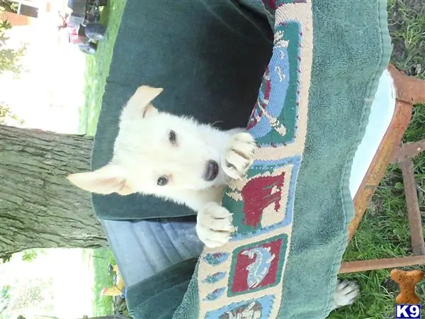 German Shepherd puppy for sale: a stuffed animal on a chair