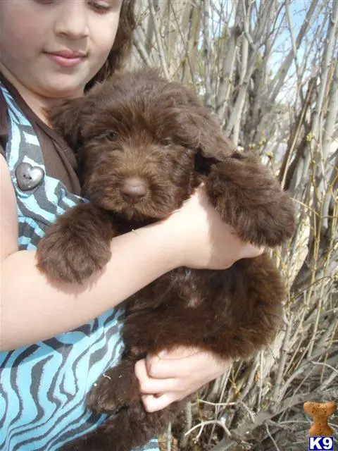Labradoodle puppy for sale: a person holding a koala