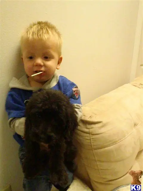 Labradoodle puppy for sale: a boy brushing his teeth