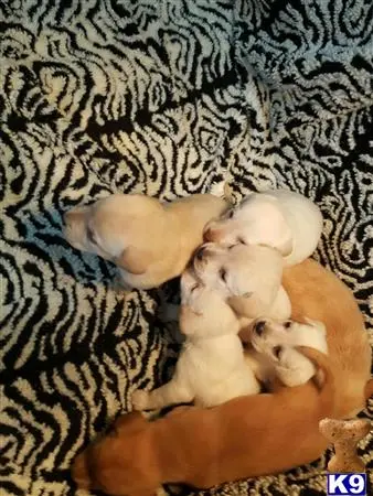 Labrador Retriever puppy for sale: a group of baby tigers