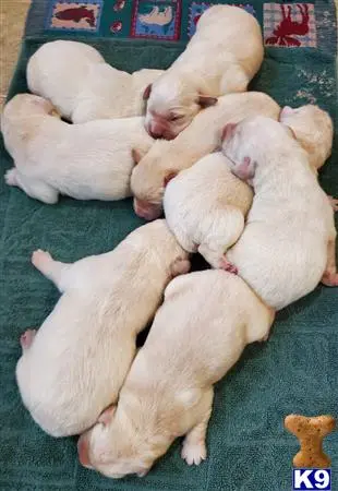 Labrador Retriever puppy for sale: a group of labrador retriever puppies sleeping