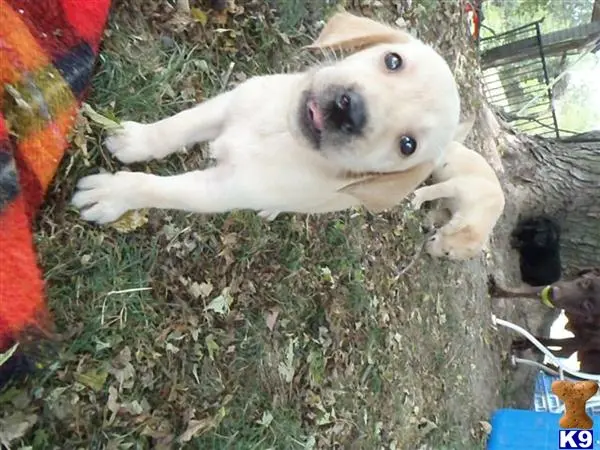 Labrador Retriever puppy for sale: a labrador retriever dog lying on a tree