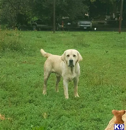 Labrador Retriever puppy for sale: a labrador retriever dog standing in a grassy area