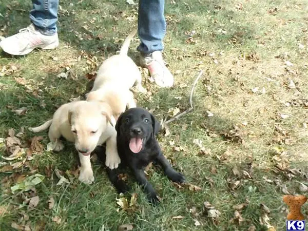 Labrador Retriever puppy for sale: a couple of labrador retriever dogs on grass
