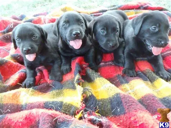 Labrador Retriever puppy for sale: a group of labrador retriever puppies on a blanket
