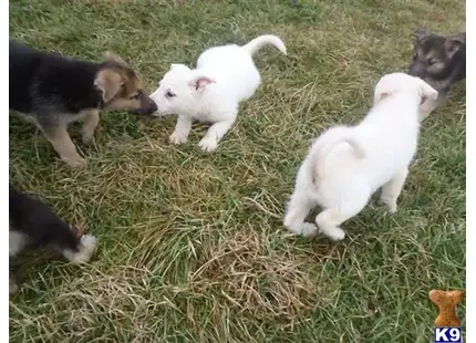 German Shepherd puppy for sale: a group of german shepherd puppies in a grassy area