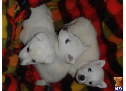 German Shepherd puppy for sale: a group of stuffed animals