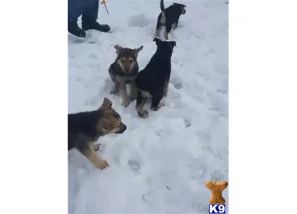 German Shepherd puppy for sale: a group of german shepherd dogs in the snow