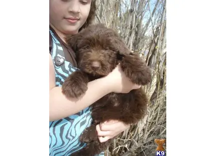 Labradoodle puppy for sale: a person holding a koala