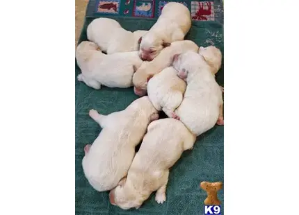 Labrador Retriever puppy for sale: a group of labrador retriever puppies sleeping
