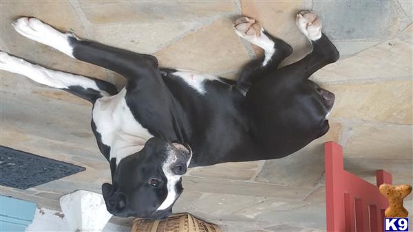 Boxer female dog