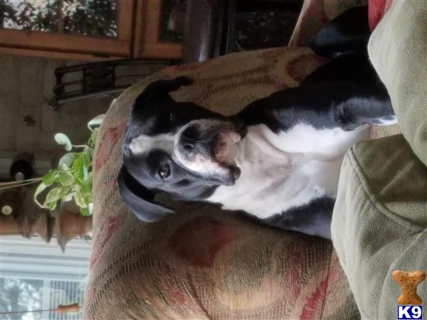Boxer female dog