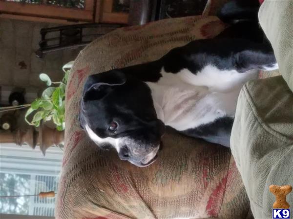 Boxer female dog