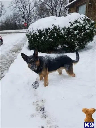 German Shepherd stud dog