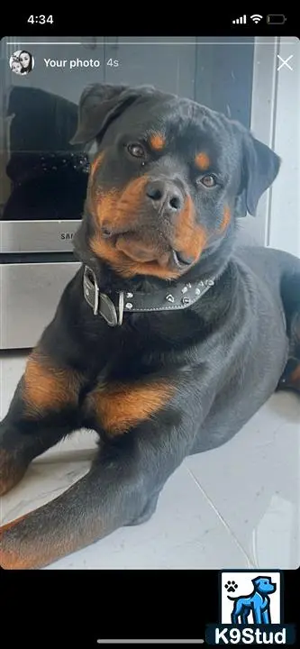 Rottweiler stud dog