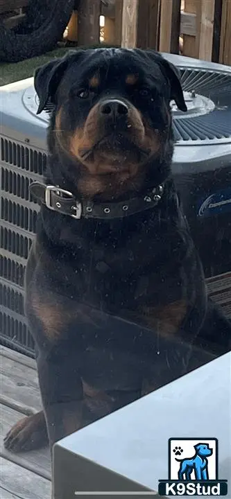 Rottweiler stud dog