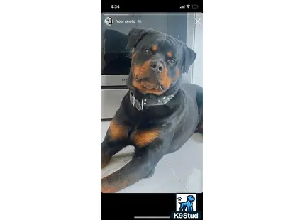 Rottweiler