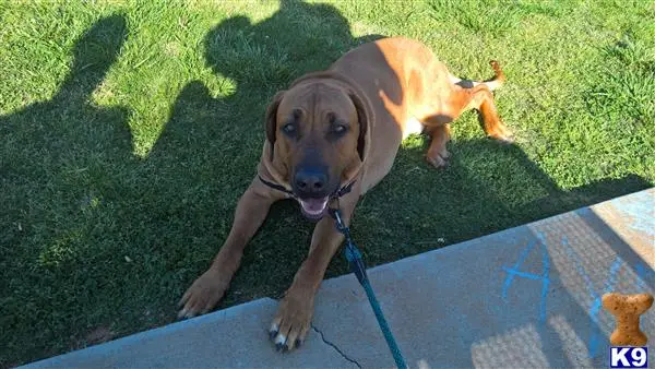 Rhodesian Ridgeback