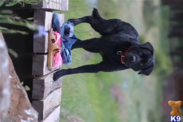 Labrador Retriever stud dog