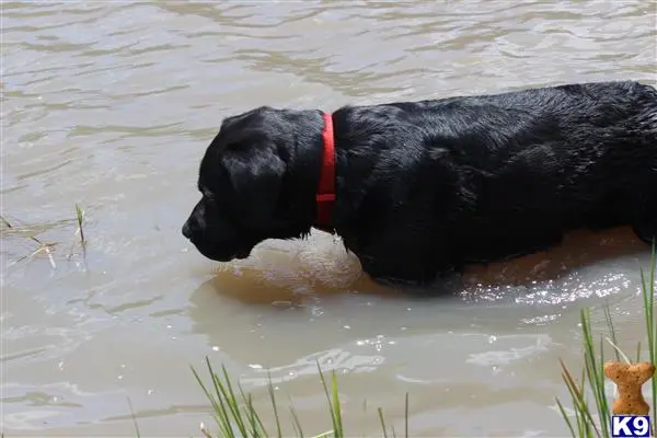 Labrador Retriever stud dog