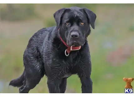 Labrador Retriever