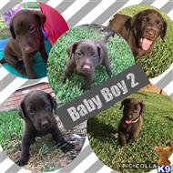 labrador retriever puppy posted by riemers0412