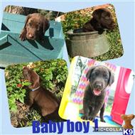 labrador retriever puppy posted by riemers0412