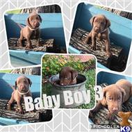 labrador retriever puppy posted by riemers0412