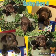 labrador retriever puppy posted by riemers0412