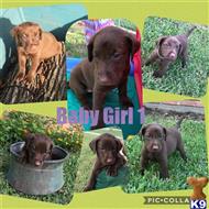 labrador retriever puppy posted by riemers0412