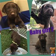 labrador retriever puppy posted by riemers0412
