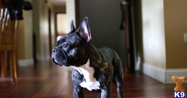 French Bulldog