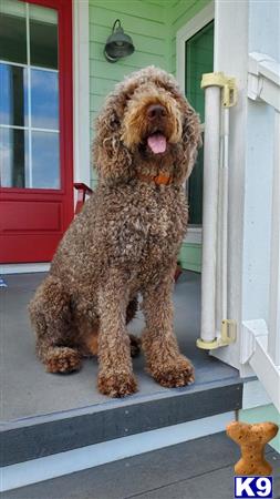 Goldendoodles stud dog