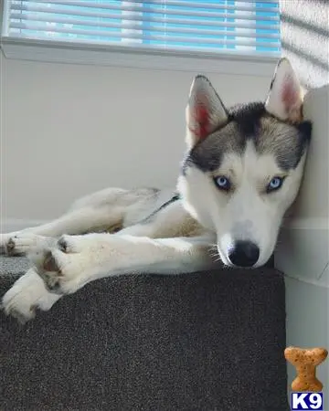 Siberian Husky stud dog