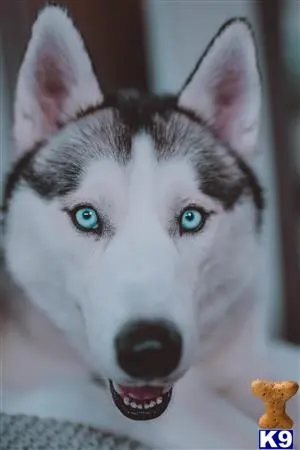 Siberian Husky stud dog