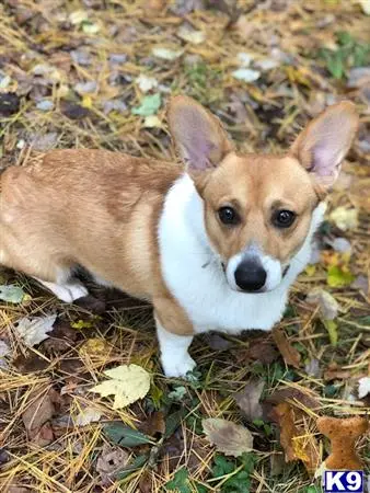 Pembroke Welsh Corgi stud dog