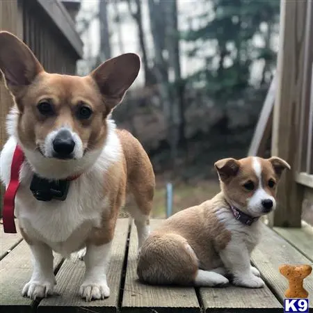 Pembroke Welsh Corgi stud dog