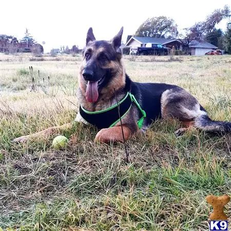 German Shepherd female dog