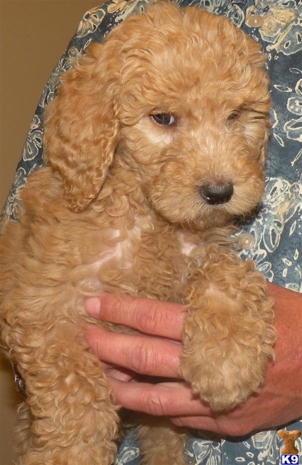 f1b goldendoodle puppies for sale goldendoodles puppy for sale f1b goldendoodle puppies 7 years f1b goldendoodle puppies for sale goldendoodles puppy for sale f1b goldendoodle puppies 7 years