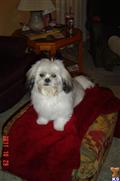 Shichons female dog: Fluffy white Shichon standing on a red blanket-covered couch