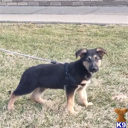 German Shepherd puppy for sale