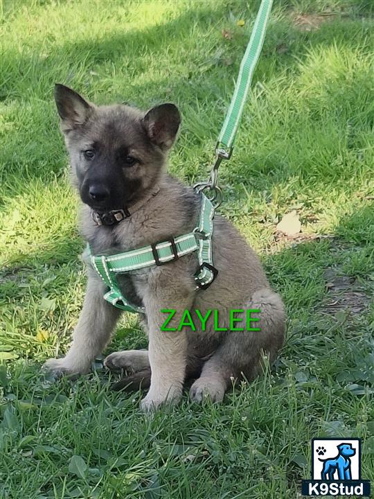 a german shepherd dog sitting in the grass