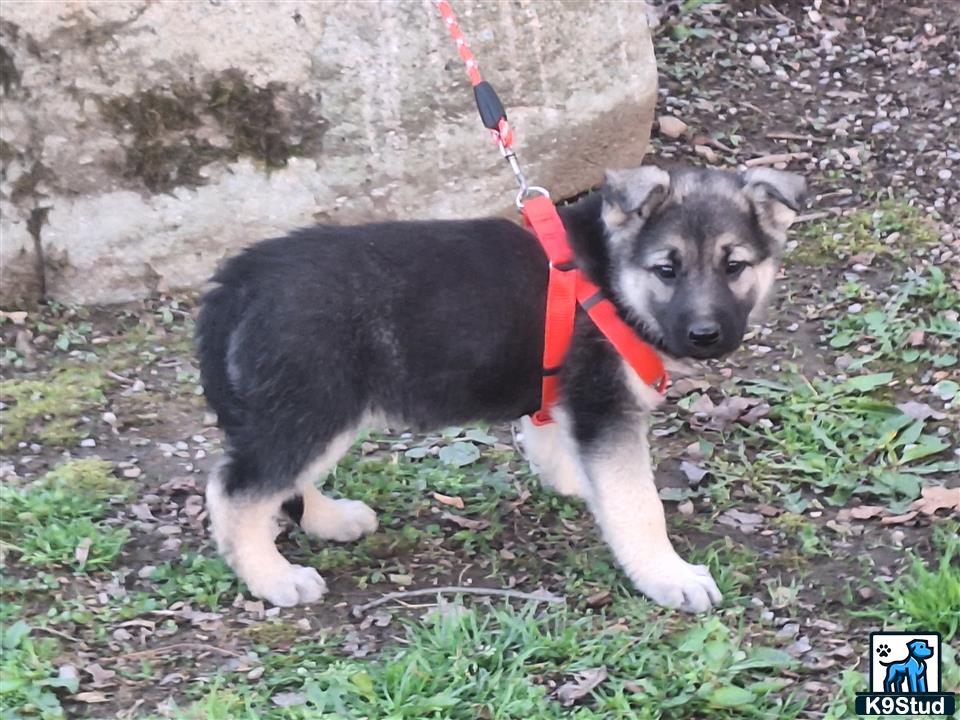 a german shepherd dog on a leash