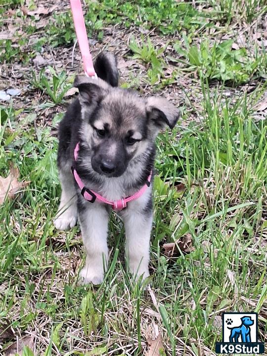 a small german shepherd dog on grass