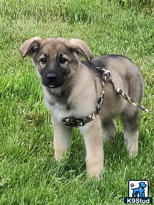 German Shepherd puppy