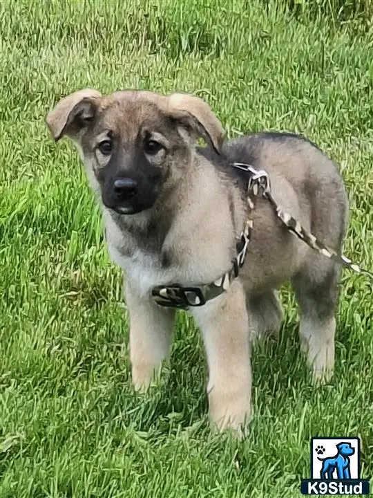 German Shepherd