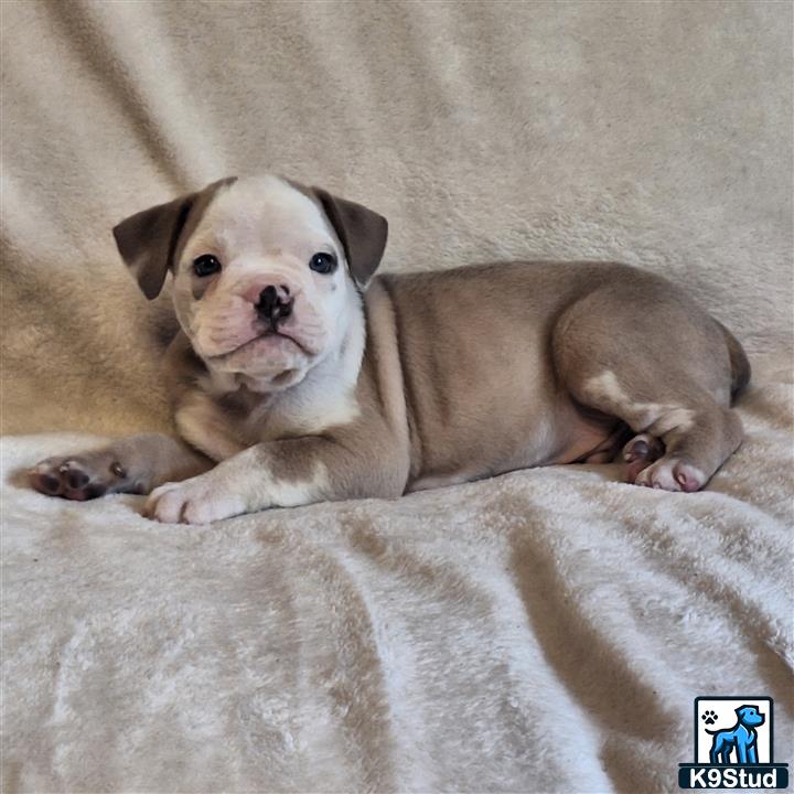 a old english bulldog dog lying on a bed