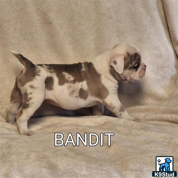 a old english bulldog dog lying on a couch
