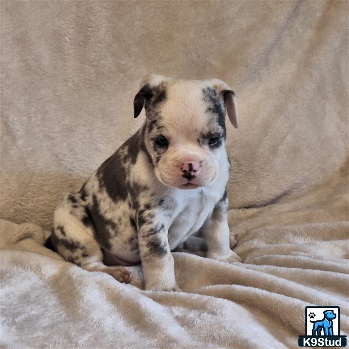 a old english bulldog dog sitting on a bed